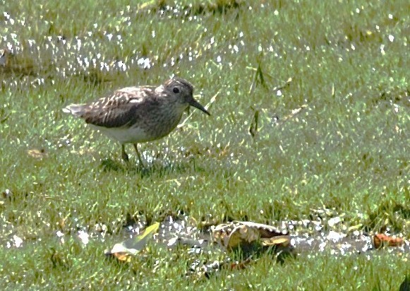 Bécasseau minuscule - ML639110960