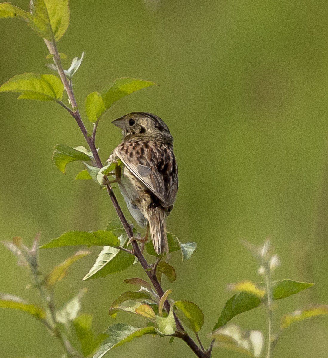 Henslow's Sparrow - ML639111137