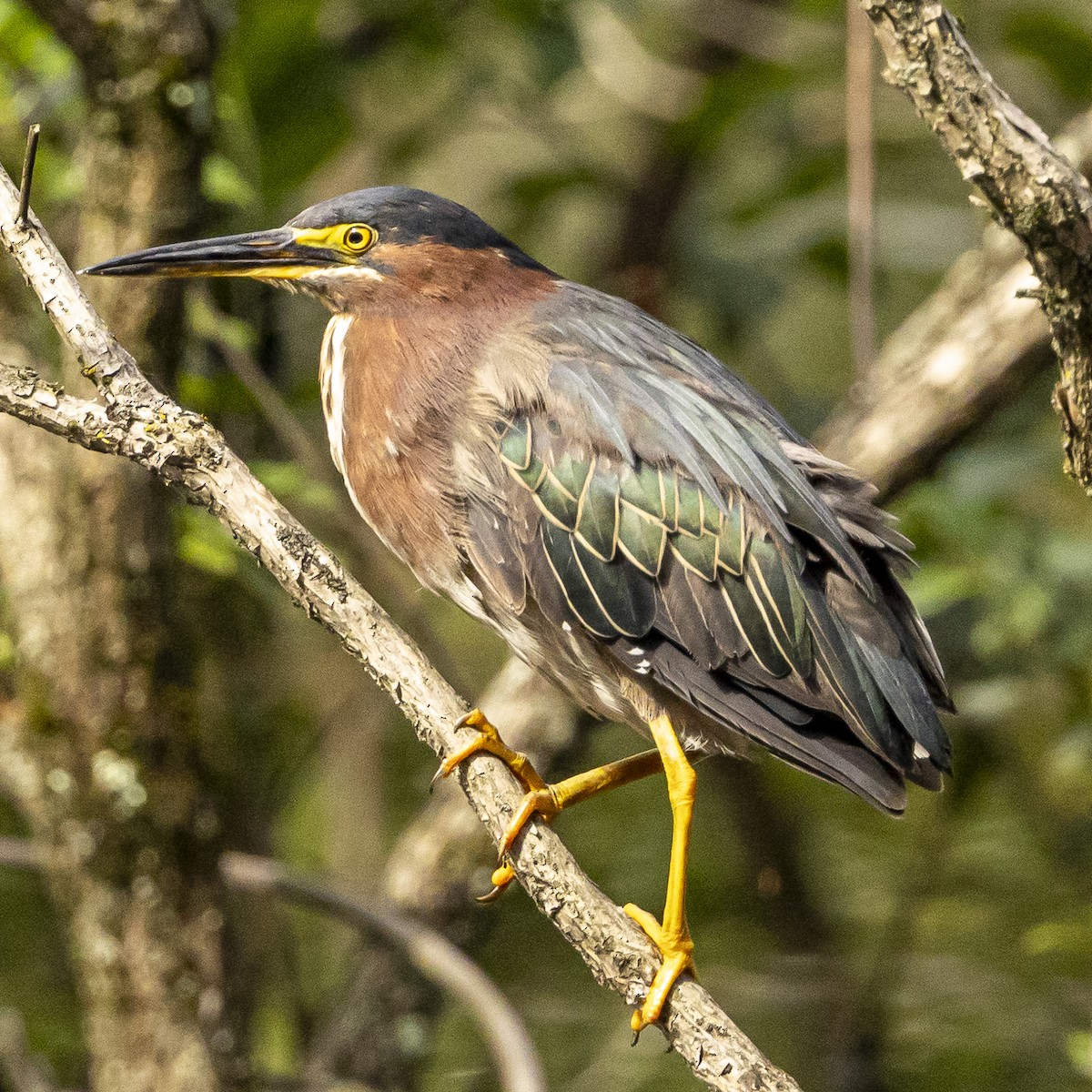 Green Heron - ML639111148