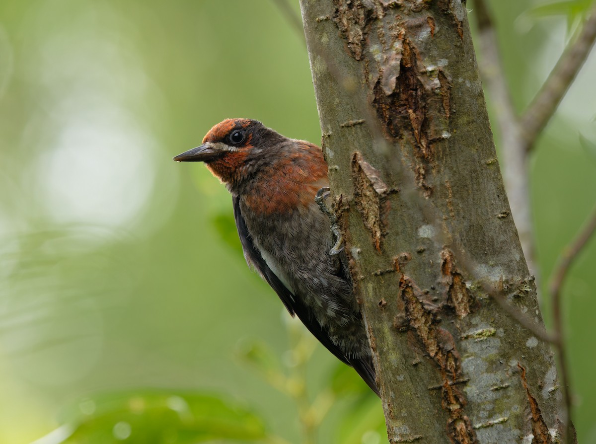 Red-breasted Sapsucker - ML639111159