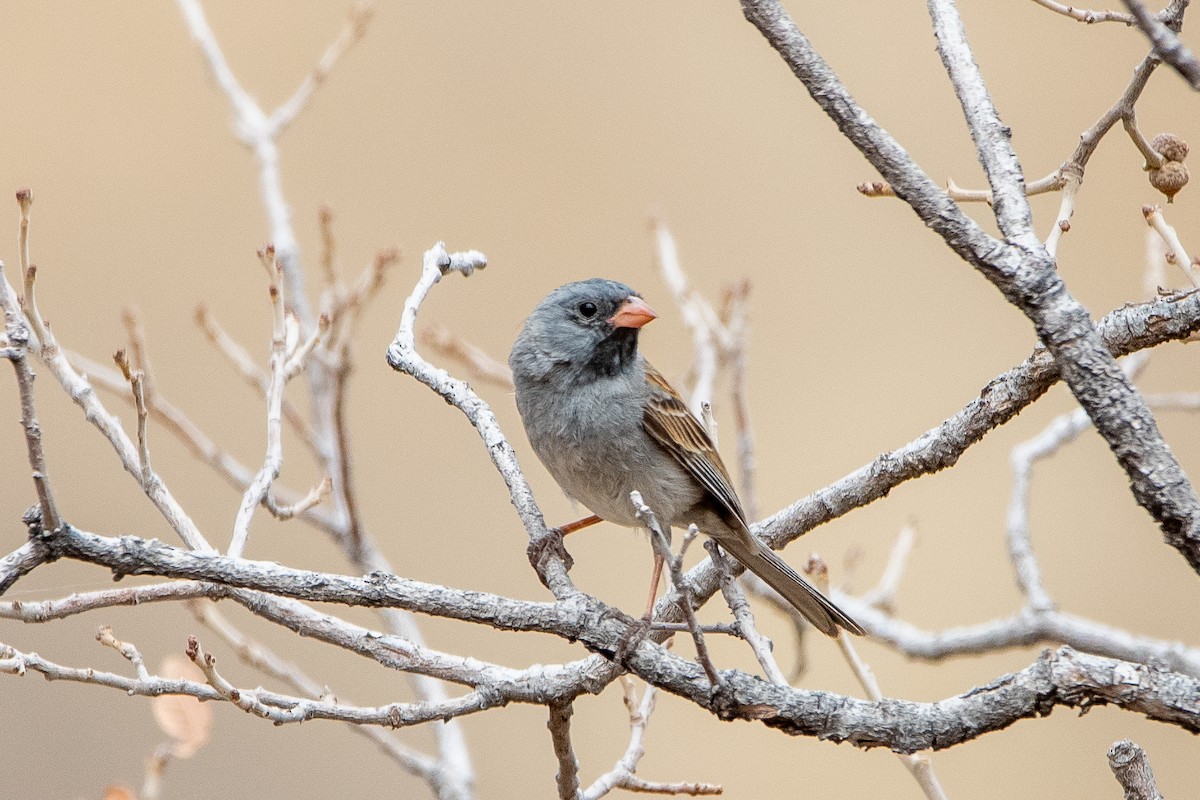 Black-chinned Sparrow - ML639111165