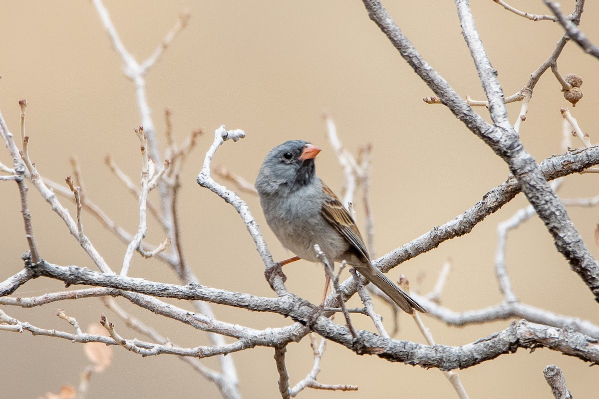 Black-chinned Sparrow - ML639111166