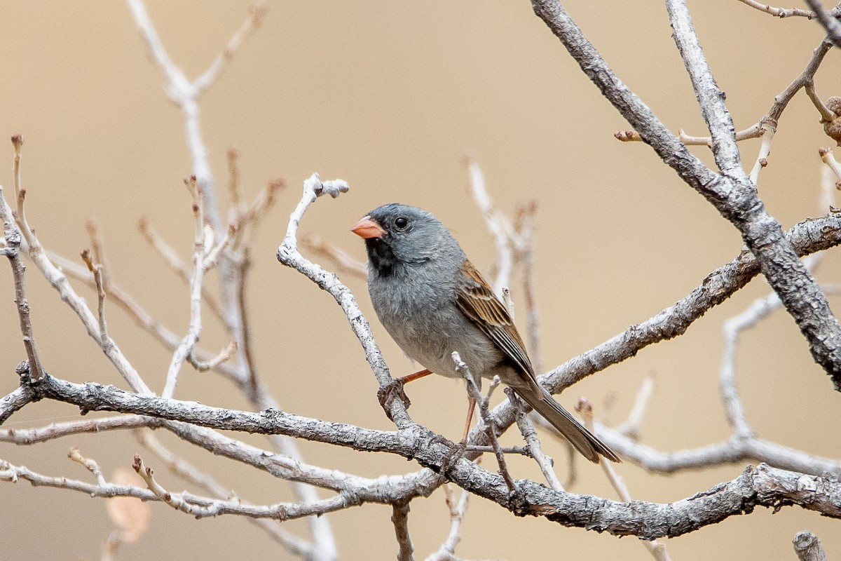 Black-chinned Sparrow - ML639111167