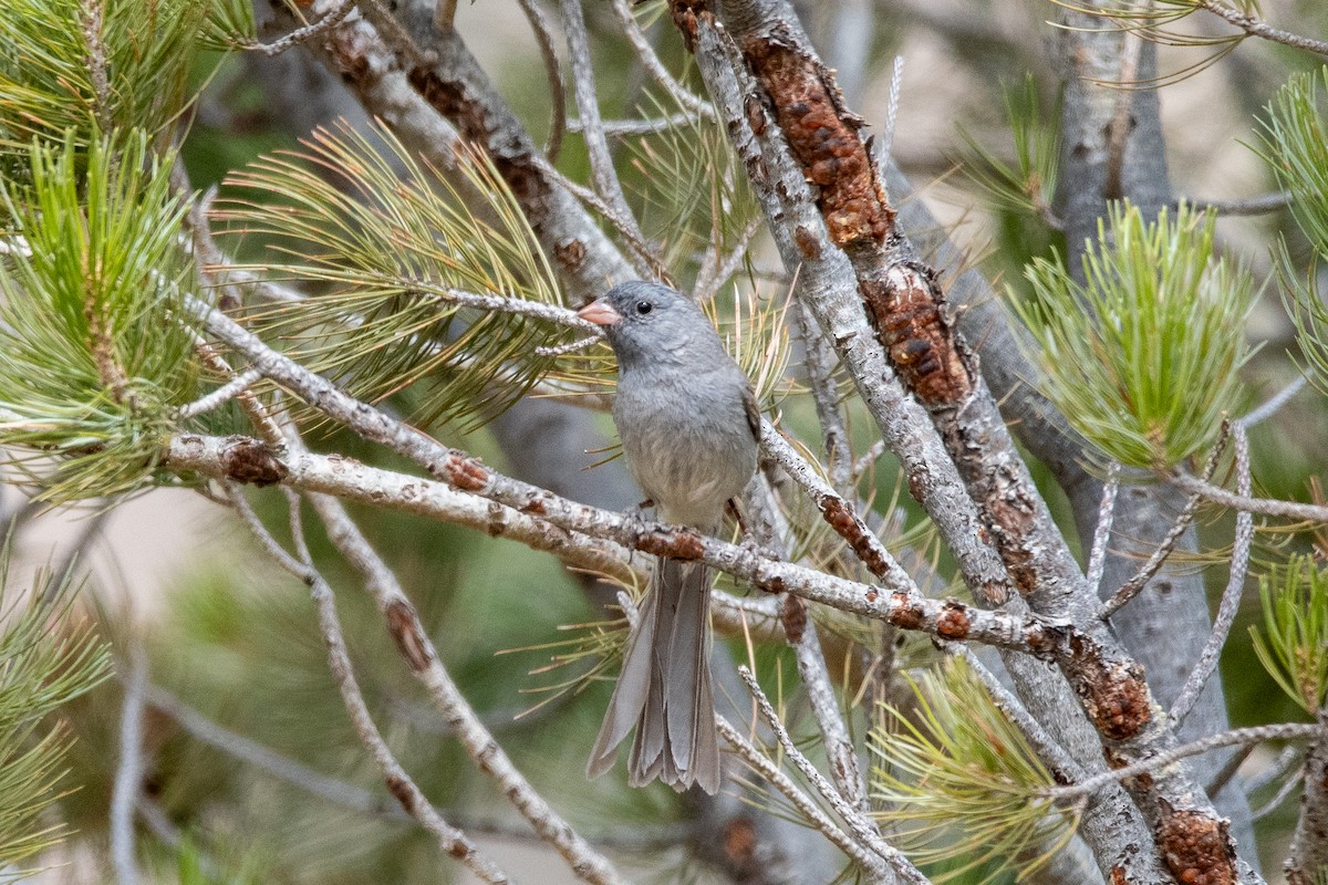 Black-chinned Sparrow - ML639111168