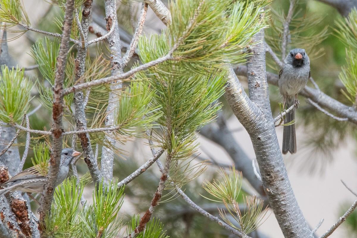 Black-chinned Sparrow - ML639111169