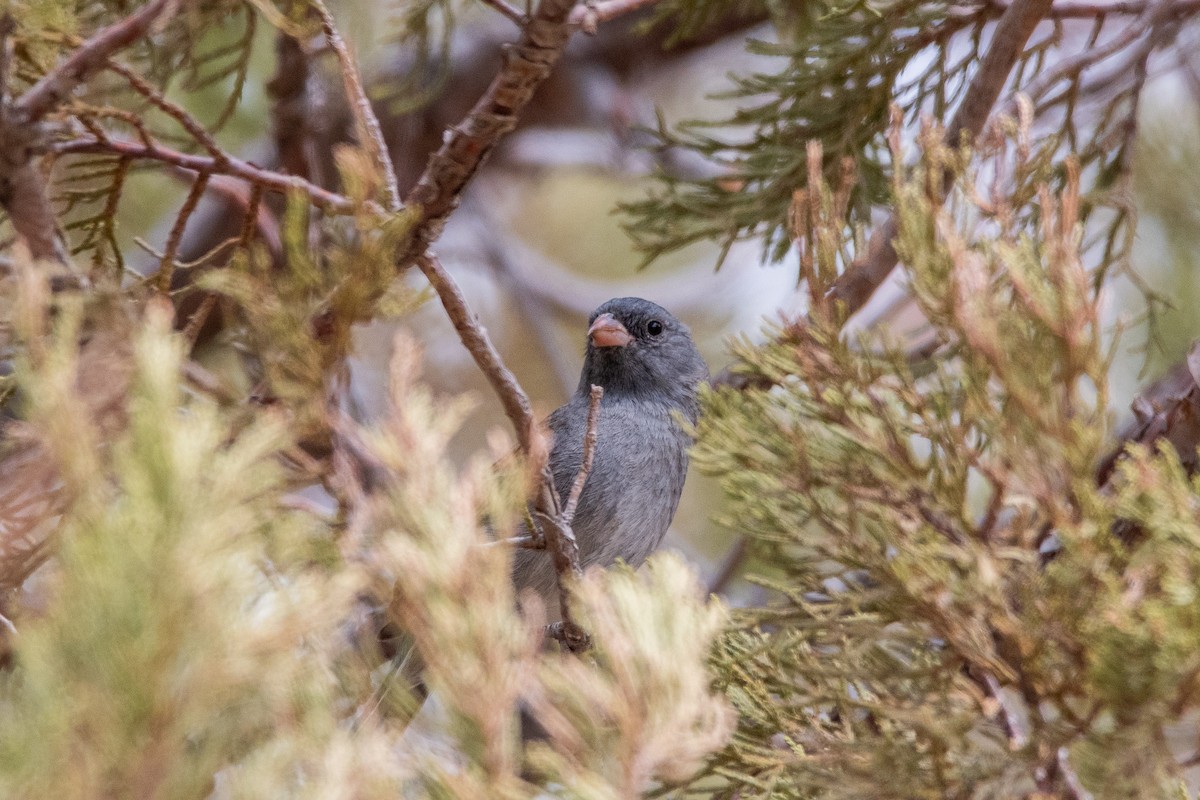 Black-chinned Sparrow - ML639111170
