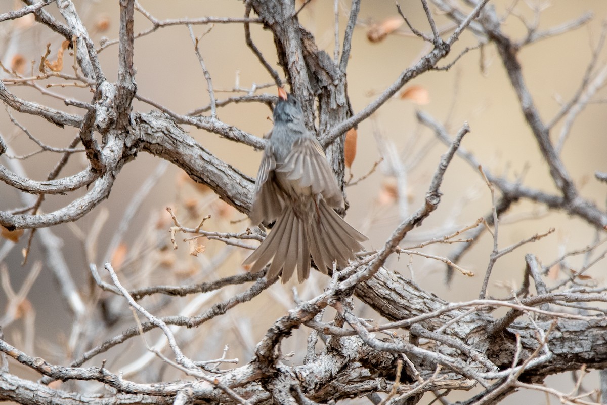 Black-chinned Sparrow - ML639111171