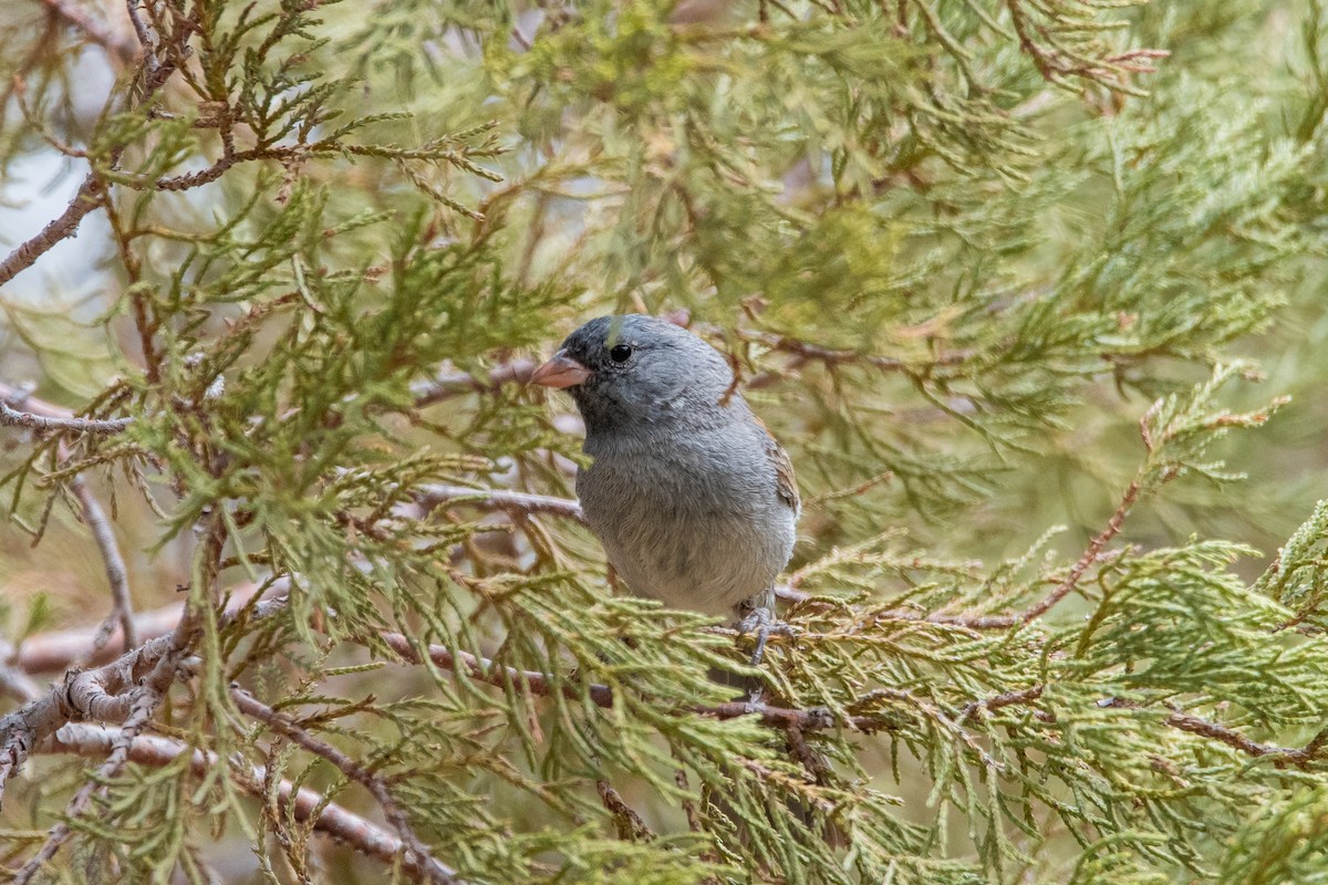 Black-chinned Sparrow - ML639111173