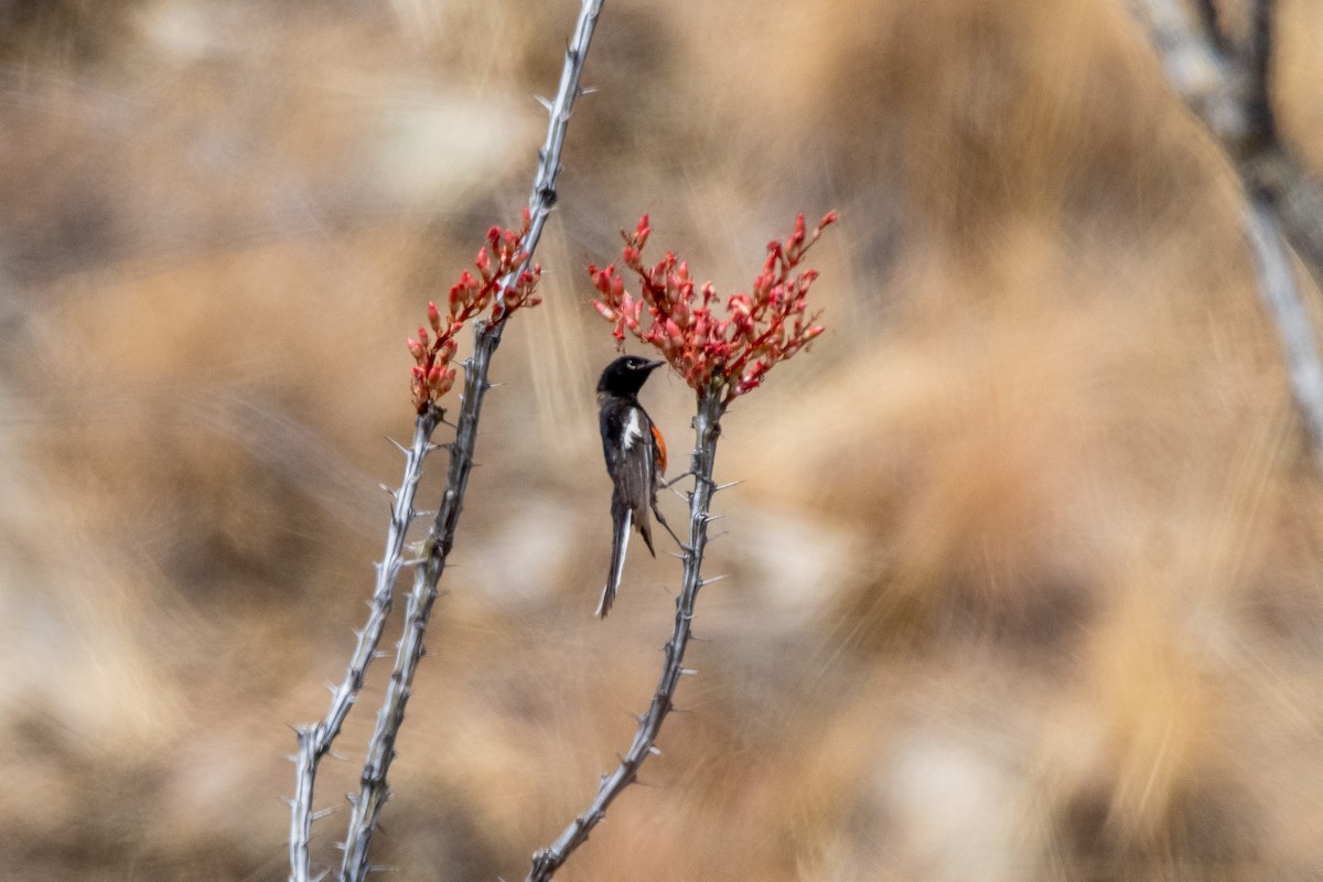 Painted Redstart - ML639111203