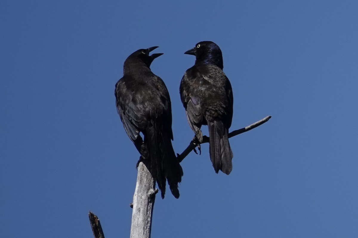 Common Grackle - ML639111233