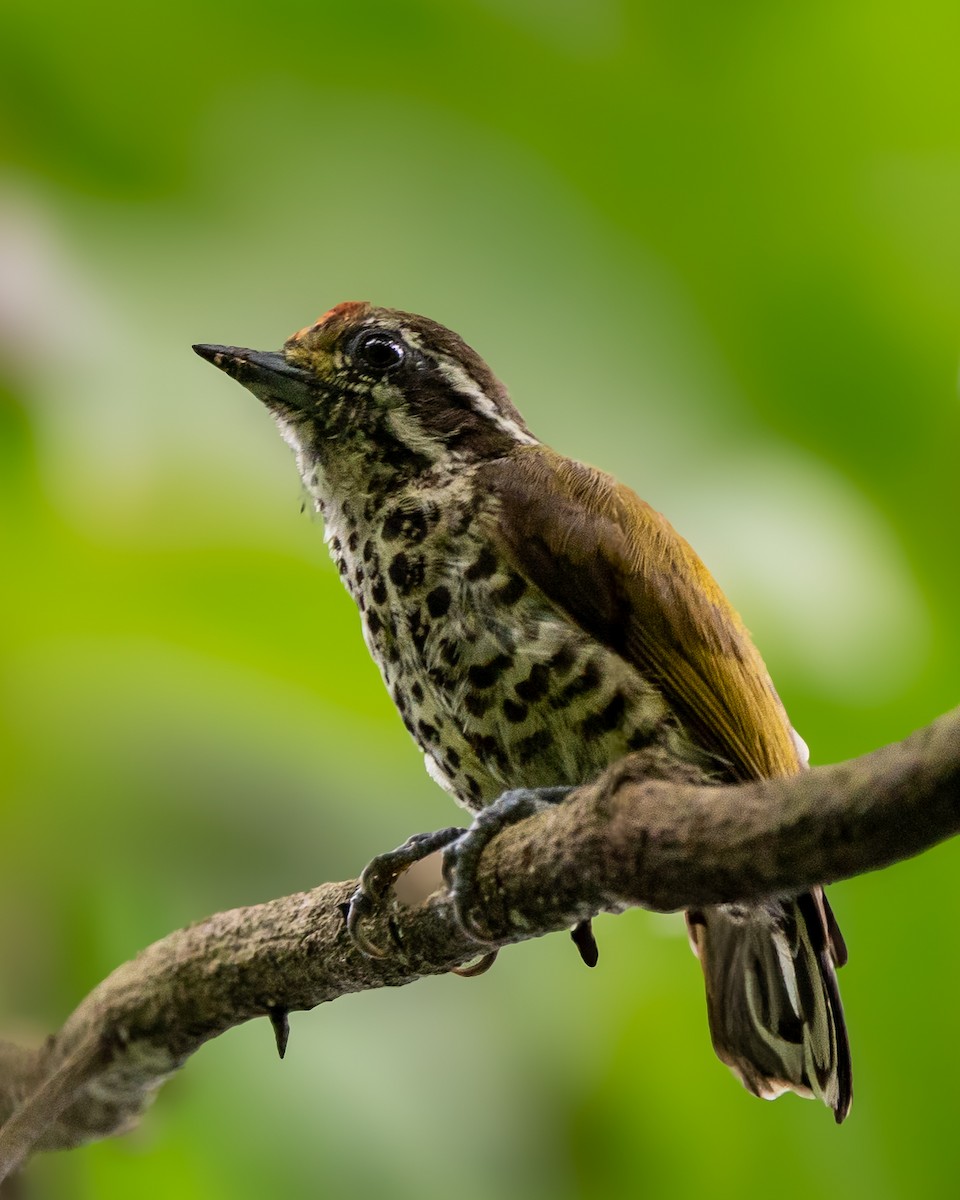 Speckled Piculet - ML639111301