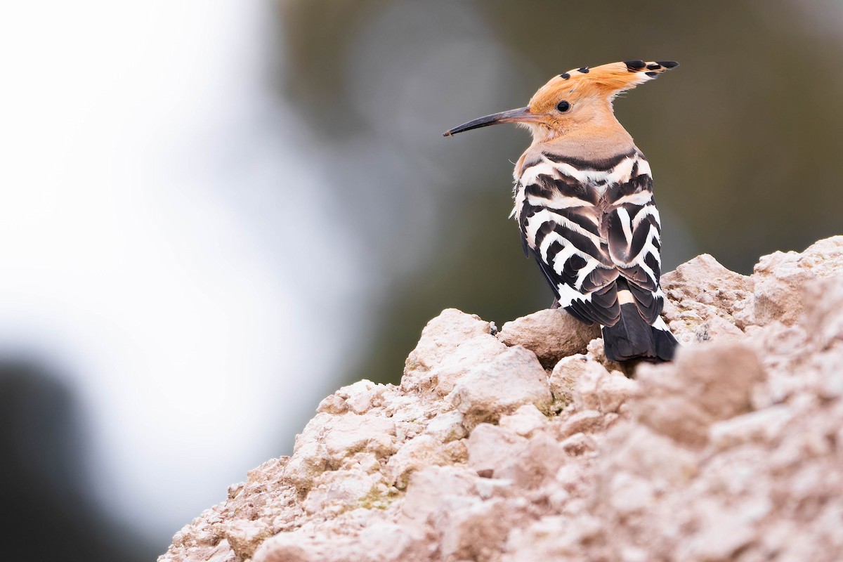 Eurasian Hoopoe - ML639111370