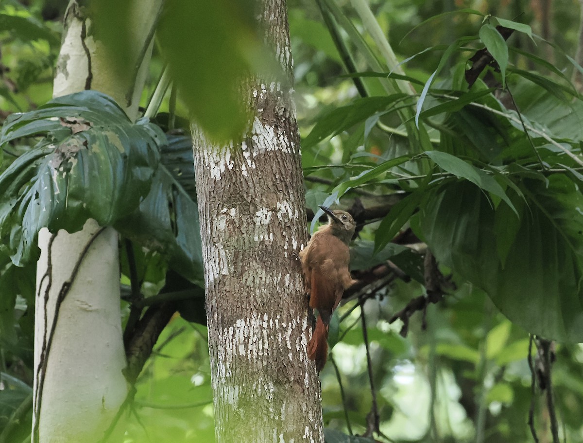 Plain-brown Woodcreeper - ML639111401