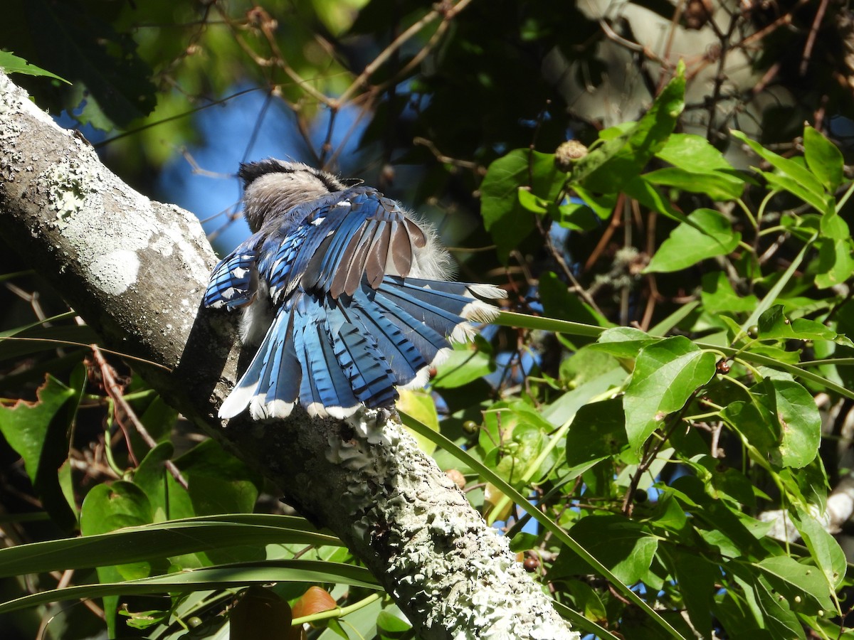 Blue Jay - ML639111513