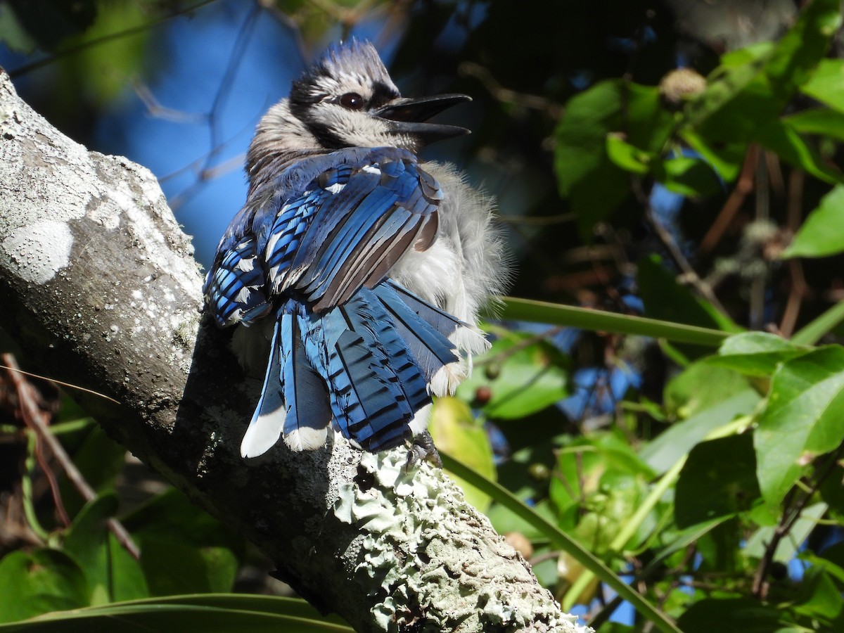 Blue Jay - ML639111514