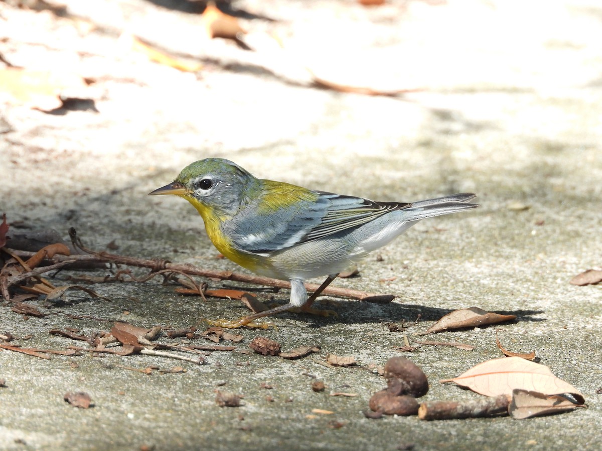 Northern Parula - ML639111517