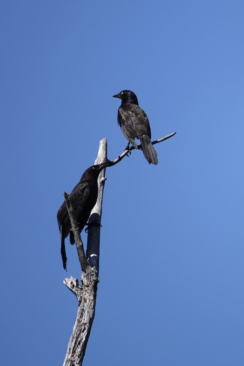 Common Grackle - ML639111535