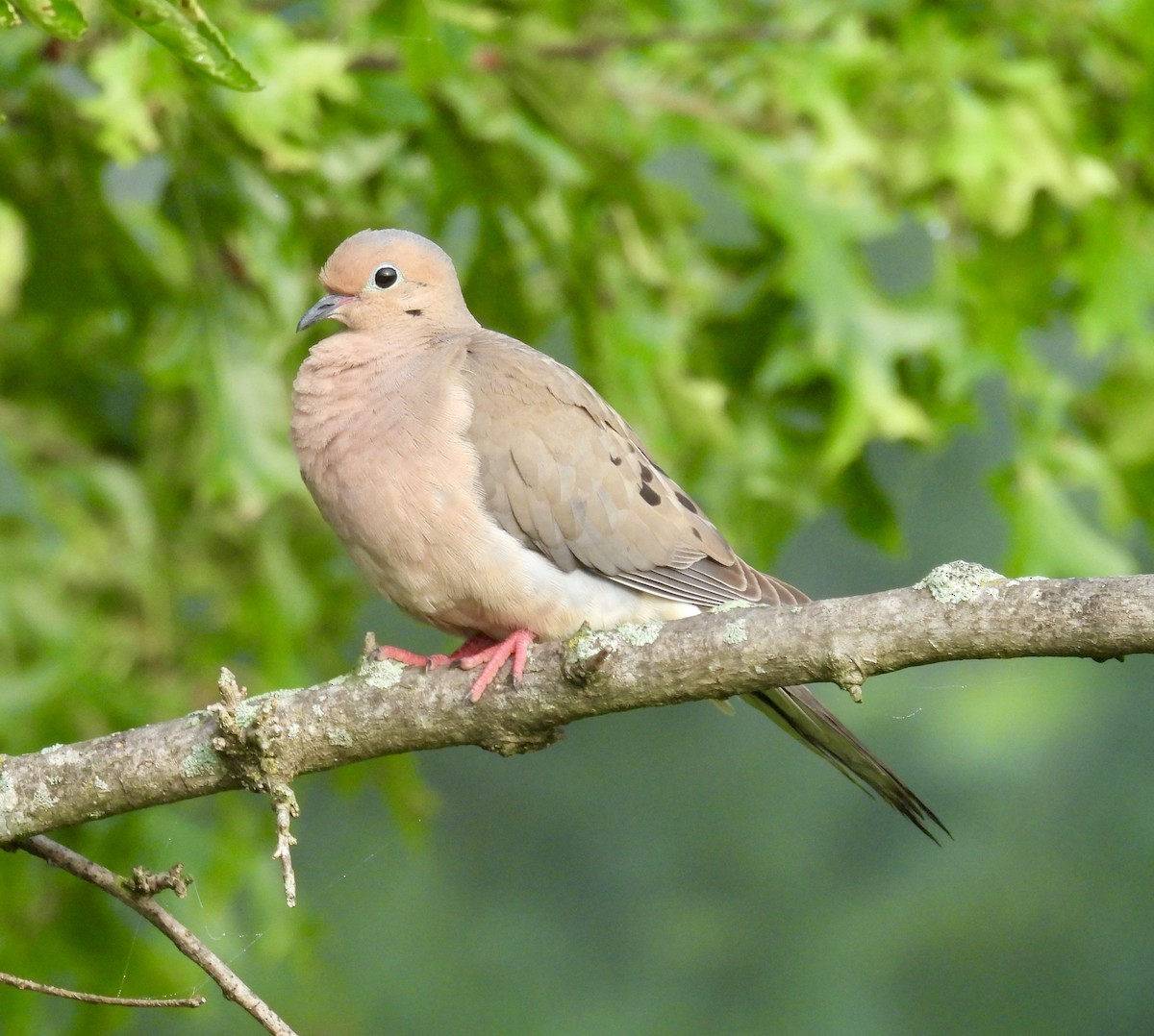 Mourning Dove - ML639111642