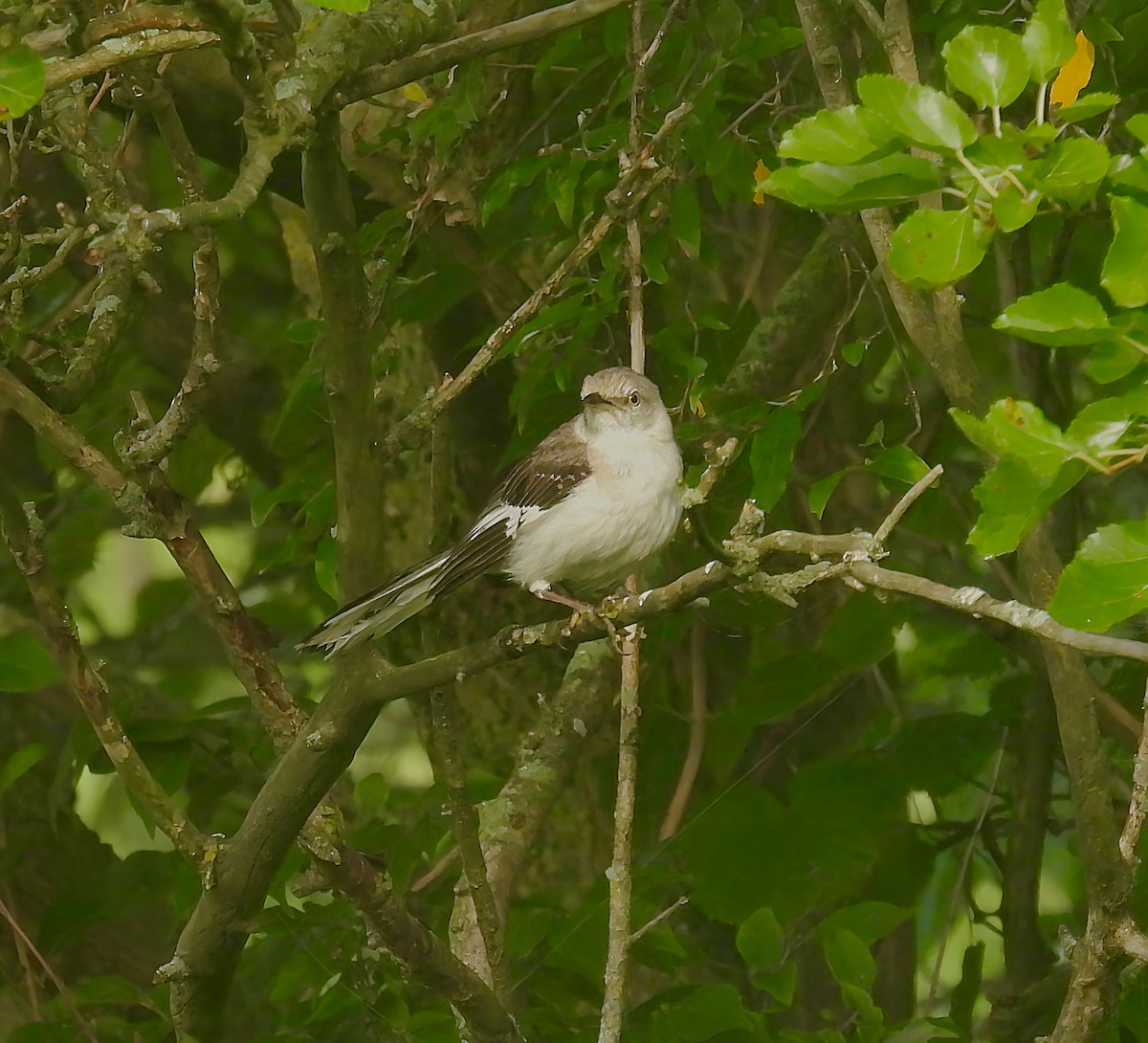 Northern Mockingbird - ML639111673