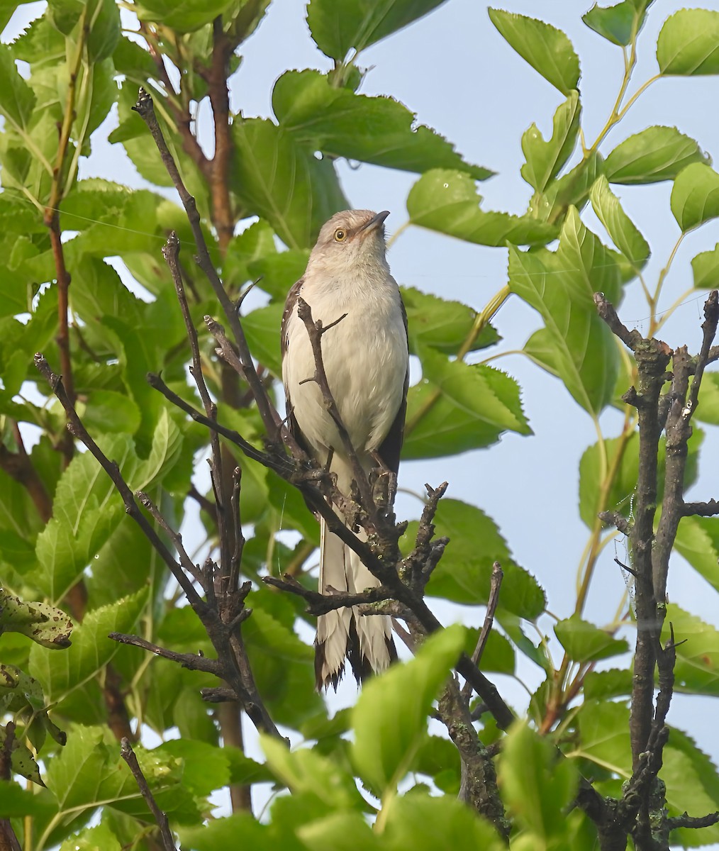 Northern Mockingbird - ML639111674