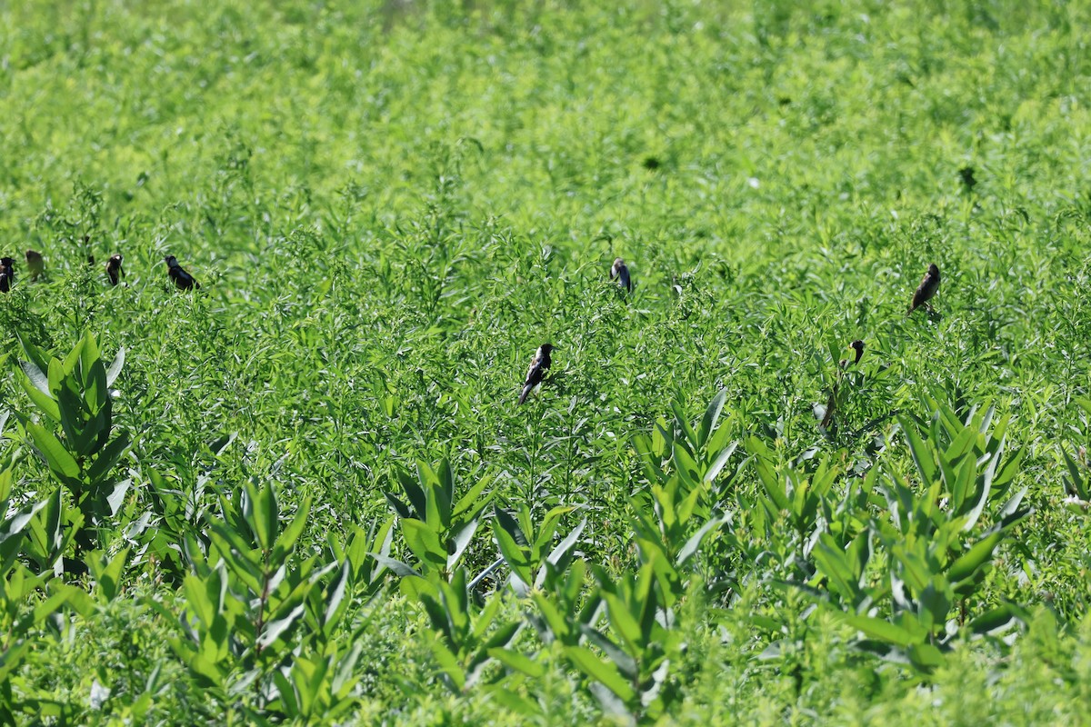 Bobolink - ML639111704
