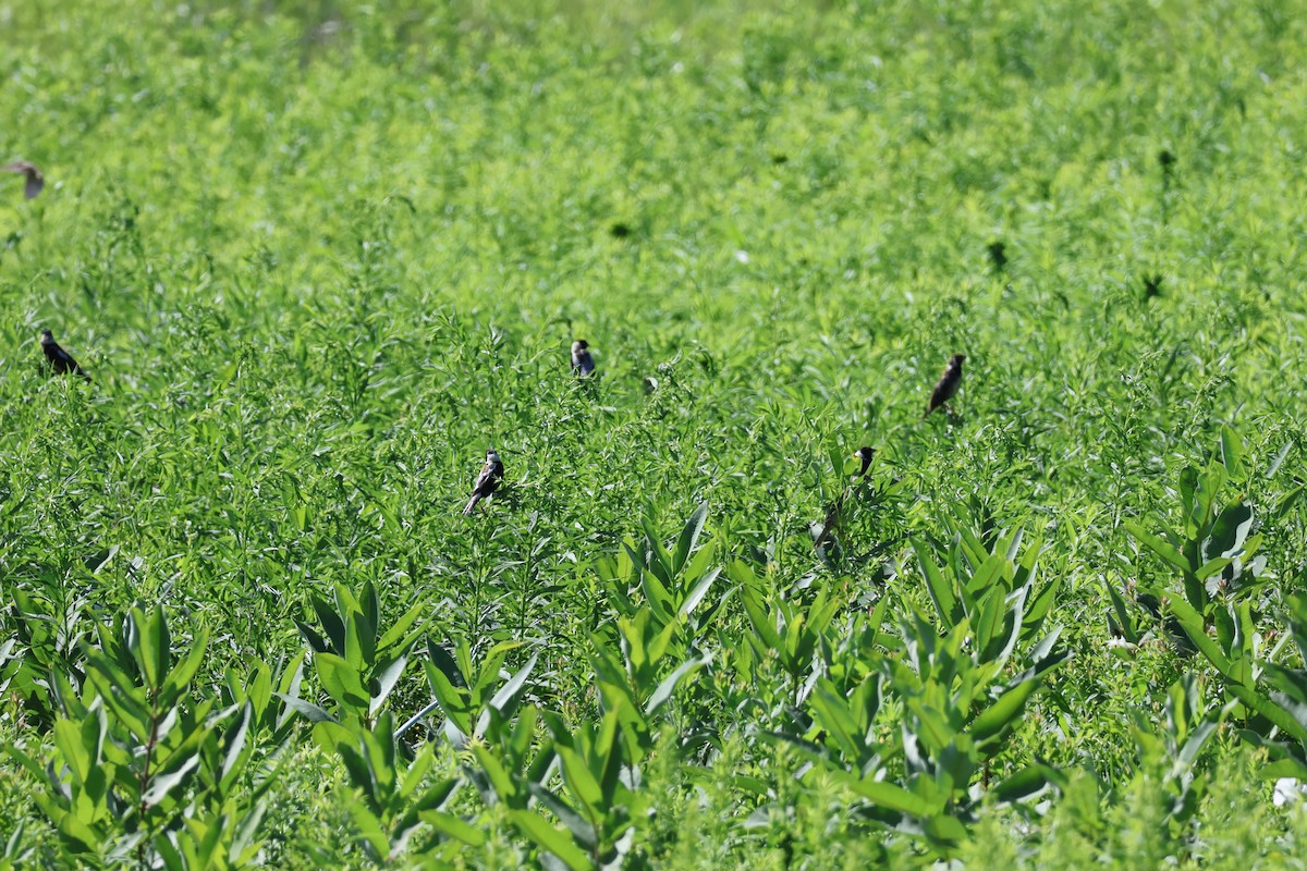 Bobolink - ML639111705
