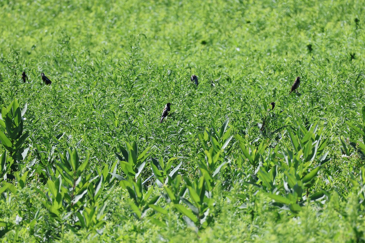 Bobolink - ML639111706