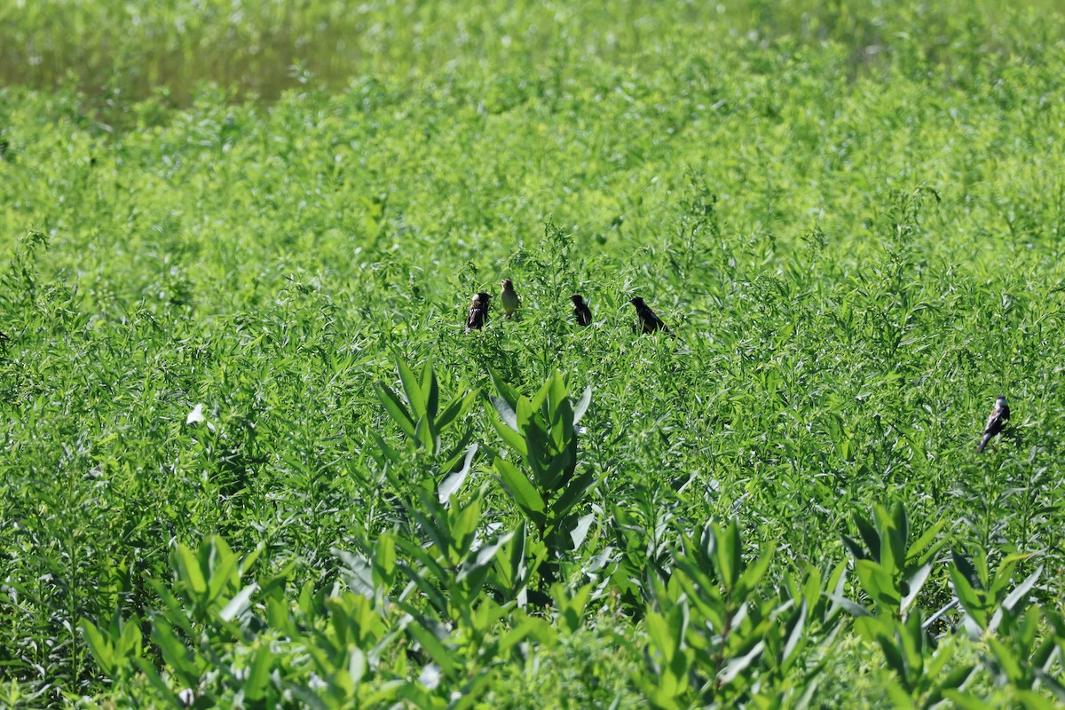 Bobolink - ML639111707