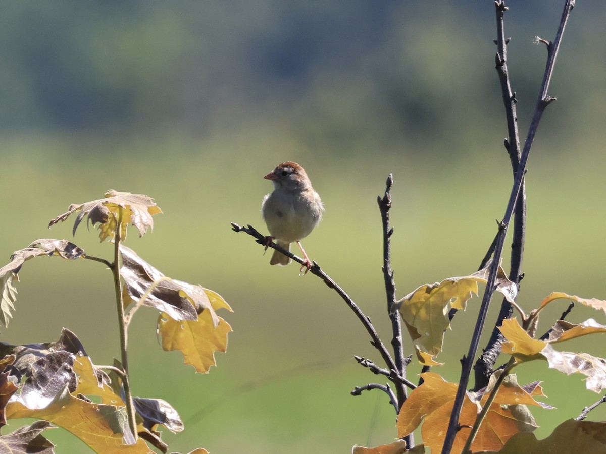 Field Sparrow - ML639111724