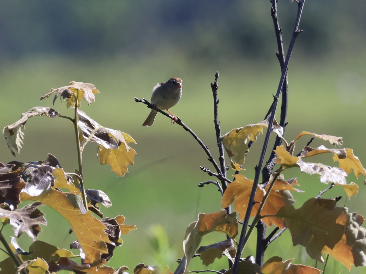 Field Sparrow - ML639111725