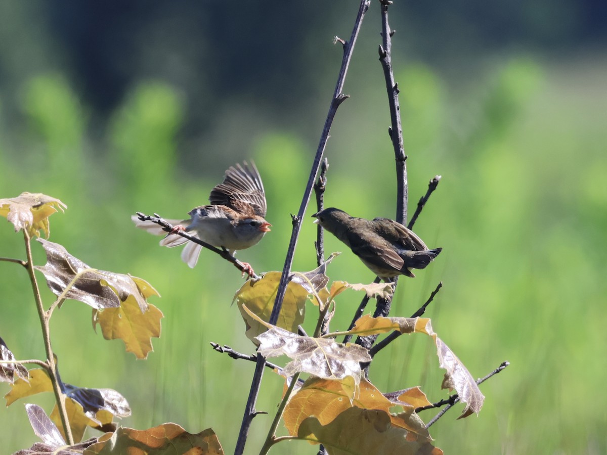 Field Sparrow - ML639111726