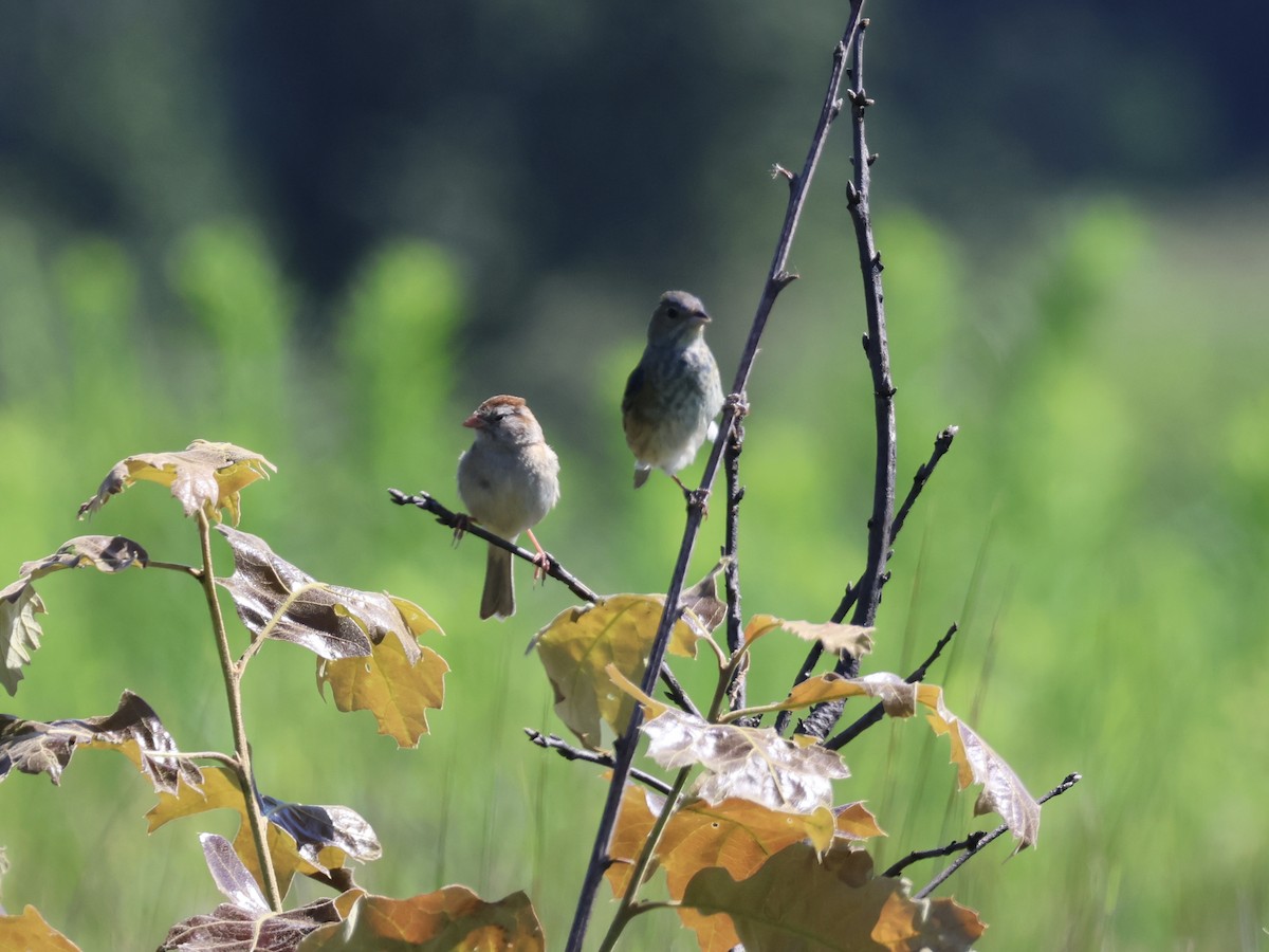 Field Sparrow - ML639111727