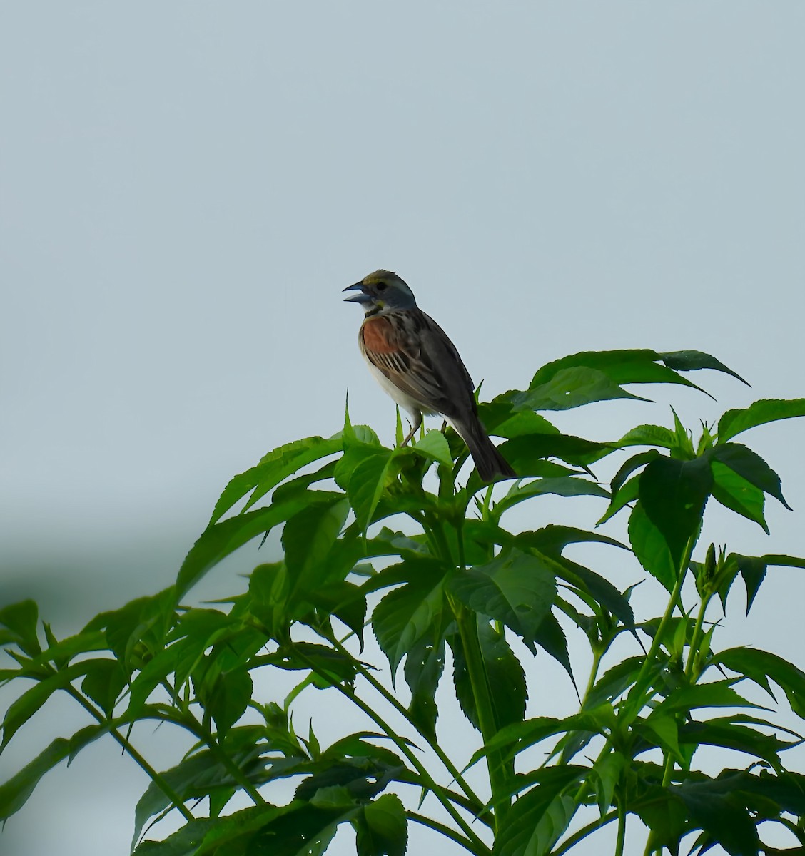 Dickcissel d'Amérique - ML639111768