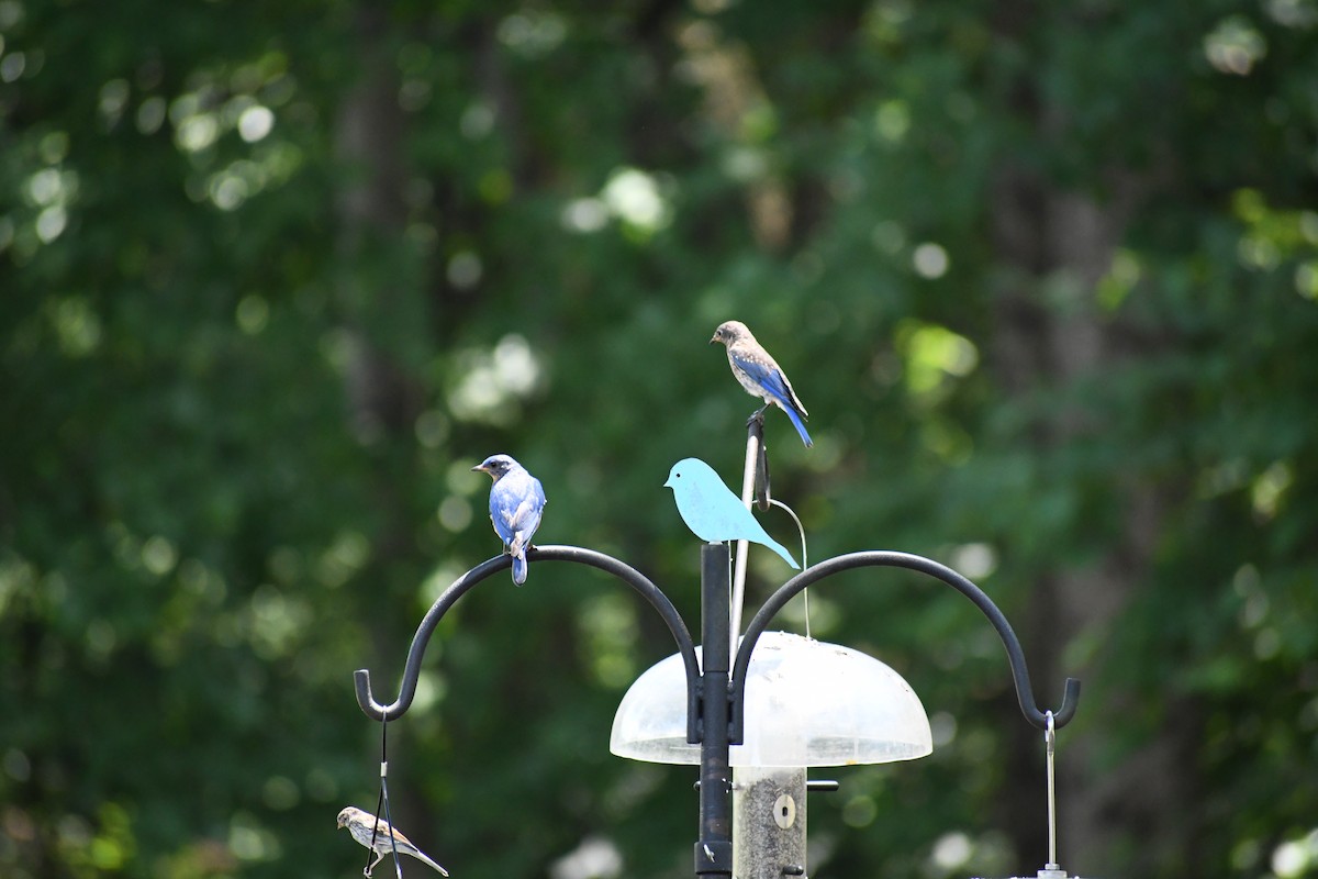 Eastern Bluebird (Eastern) - ML639111810