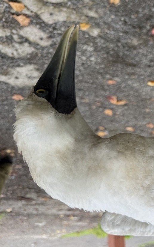 Masked Booby - ML639111879