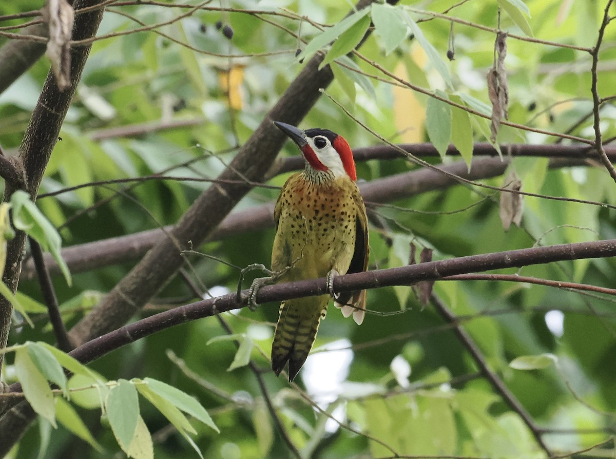Spot-breasted Woodpecker - ML639111888