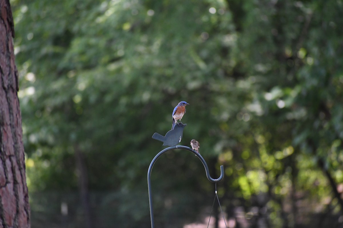 Eastern Bluebird (Eastern) - ML639111936