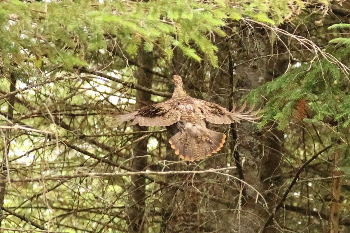Spruce Grouse - ML639112002