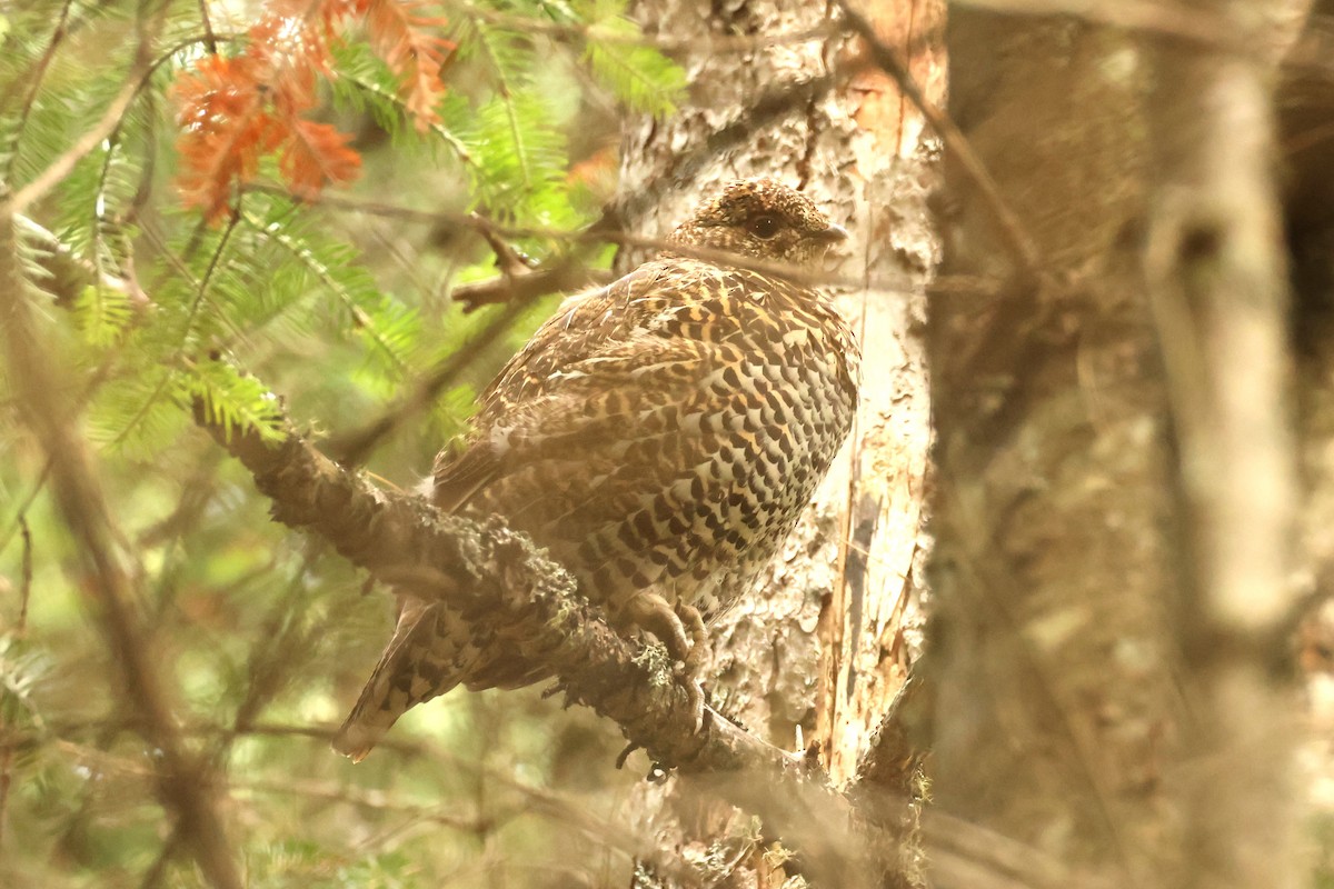 Spruce Grouse - ML639112003