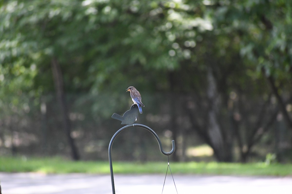 Eastern Bluebird (Eastern) - ML639112050