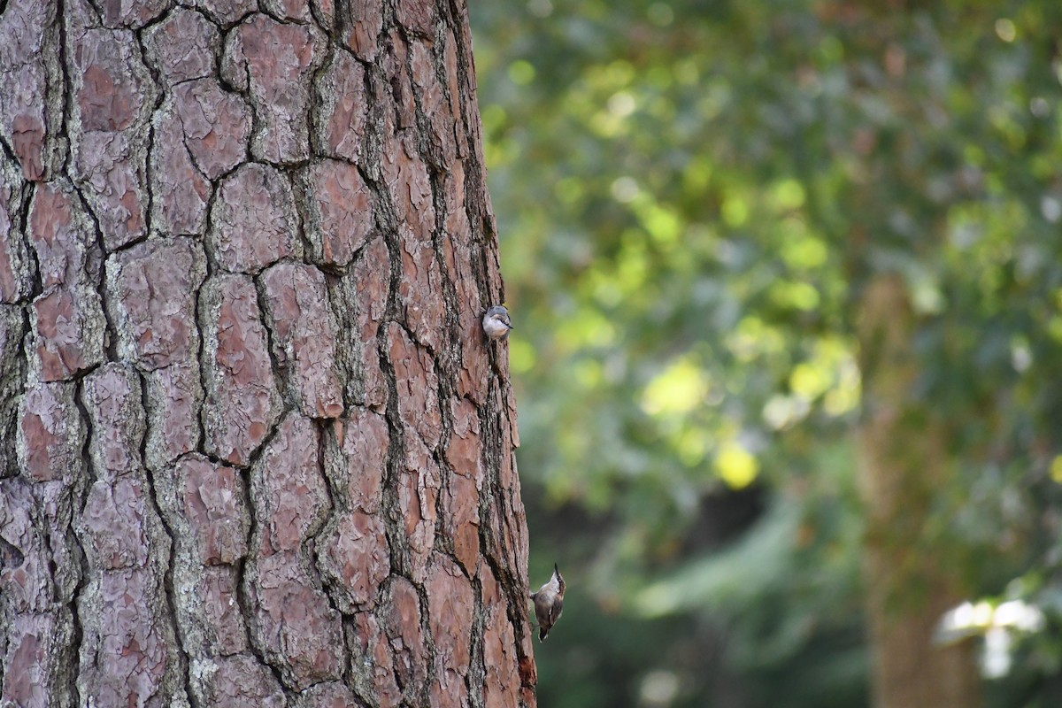Brown-headed Nuthatch - ML639112099