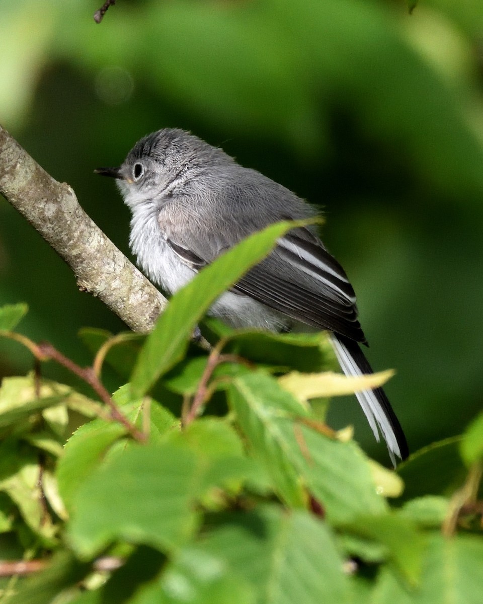 Blue-gray Gnatcatcher - ML639112176