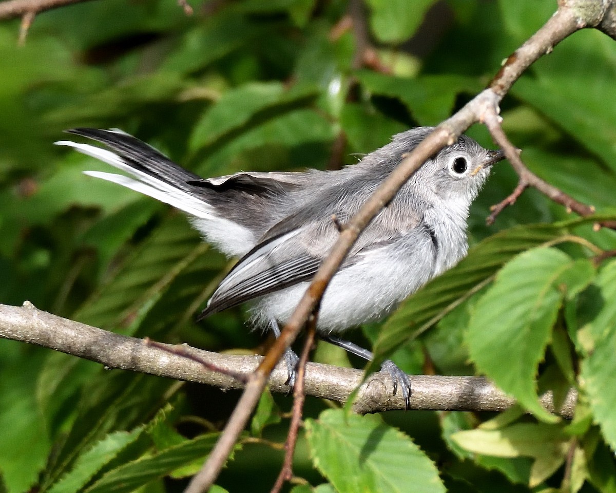 Blue-gray Gnatcatcher - ML639112194
