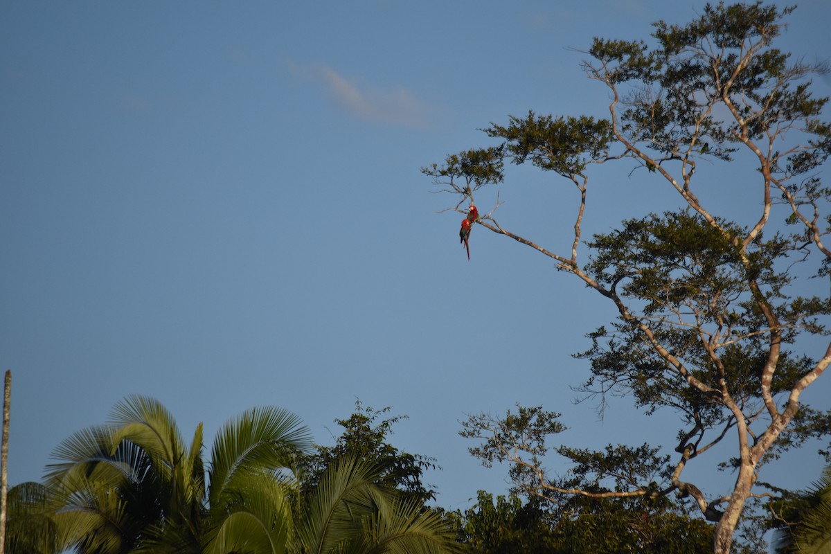 Red-and-green Macaw - ML639112209