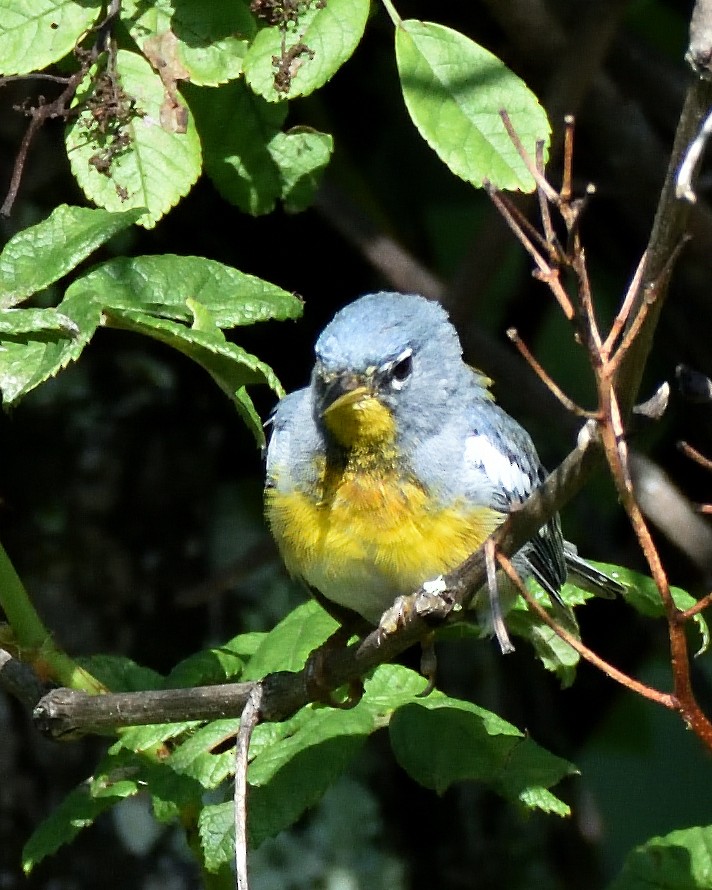 Northern Parula - ML639112214