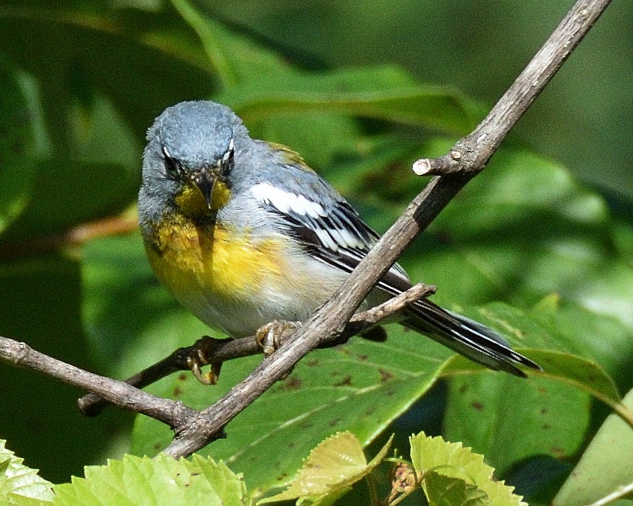 Northern Parula - ML639112228