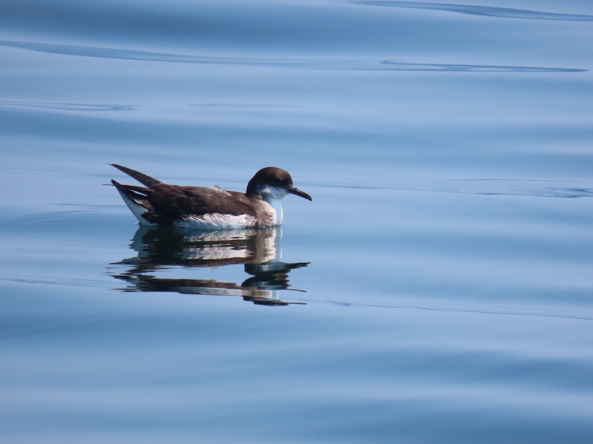 Manx Shearwater - ML639112270