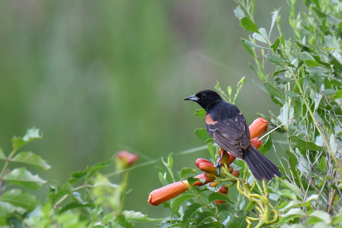 Orchard Oriole - ML639112282