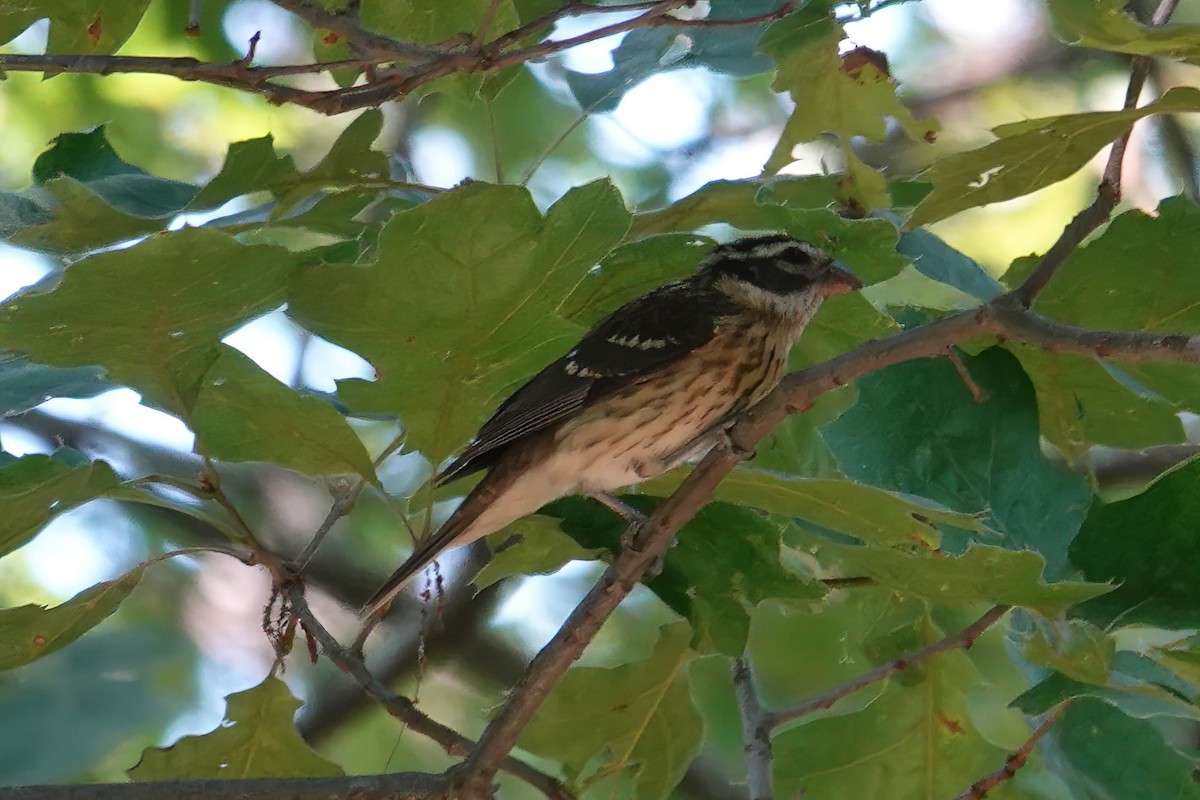 Rose-breasted Grosbeak - ML639112325