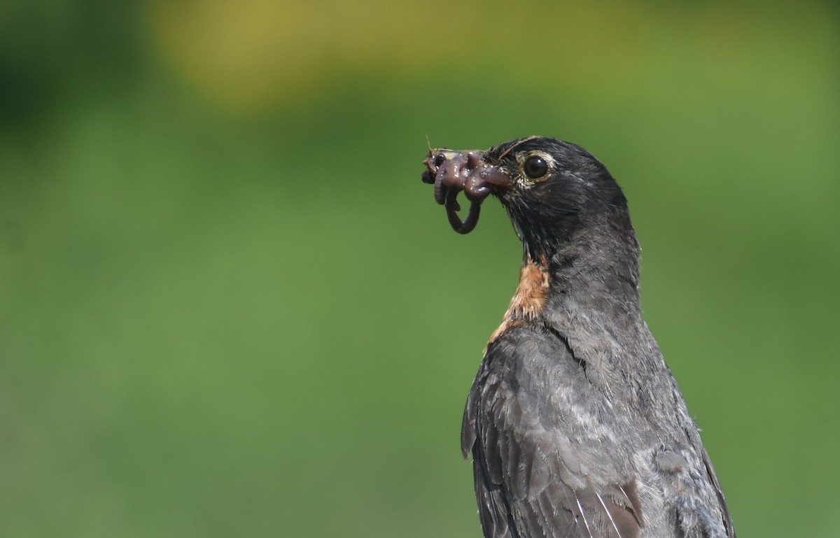 American Robin - ML639112327
